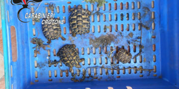 Isola Capo Rizzuto, servizio coordinato dei Carabinieri: sequestrato un importante reperto archeologico e 4 tartarughe protette, due le persone denunciate a piede libero