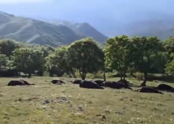 Tempesta di fulmini in provincia di Frosinone: 33 cavalli morti a Casalittico