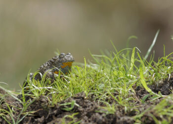 Biodiversità in azione: al via il progetto “Natures” con Caretta caretta e Ululone protagonisti nel Parco dell’Aspromonte