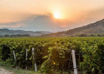 Cirò e Cirò Marina capitale del vino del Sud: il Merano WineFestival sbarca in Calabria e celebra il Cirò Rosso verso la DOCG