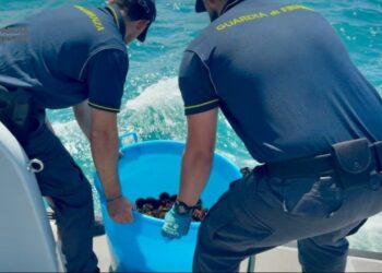 GdiF ROAN Vibo Valentia: bracconieri sorpresi a depredare ricci di mare durante la notte sulla Costa degli Dei, sequestrate le attrezzature ed il pescato