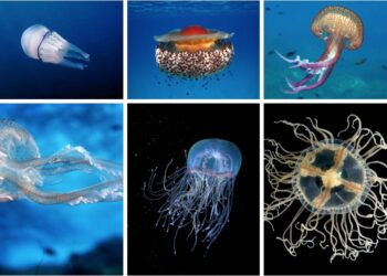 Le meduse nel Mar Ionio: il Circolo IBIS ODV racconta bellezza, biologia e sicurezza marina