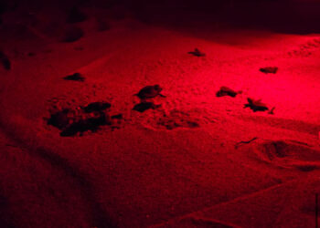 Le Cannella, nuovo nido di Caretta caretta: simbolo della tutela marina dell’Area Protetta di Isola Capo Rizzuto