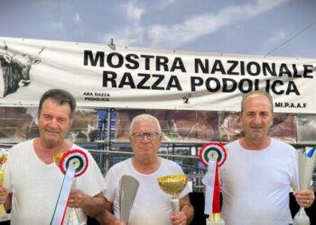 Scala Coeli regina della Podolica: l’allevamento Pisano trionfa alla Mostra Nazionale con “Bannera” e “Carolina”