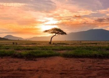 Kenya: viaggio tra savana, oceano e cultura swahili