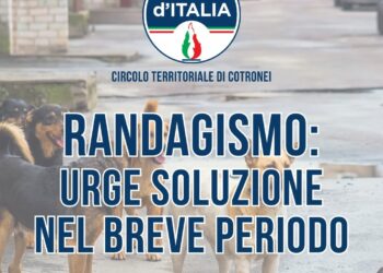 Randagismo a Cotronei: basta vittimismo, basta prese in giro. Servono soluzioni serie, non un altro flop annunciato