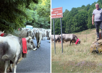 Transumanza in Sila: la mandria dei Mancuso rivive le scene del film di Eugenio Attanasio “Figli del Minotauro”