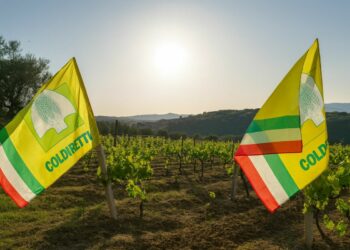 Il Vigneto Calabria brinda a una vendemmia promettente: tra + 10 e 15 % di produzione e qualità in ascesa