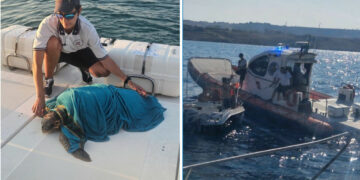 Guardia Costiera di Crotone: salvataggio di dieci persone e una tartaruga Caretta caretta durante operazioni di soccorso in mare
