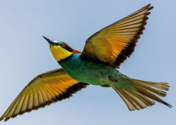 Cirò, spettacolo in cielo: stormi di gruccioni colorano il tramonto lungo le rotte migratorie