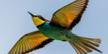 Cirò, spettacolo in cielo: stormi di gruccioni colorano il tramonto lungo le rotte migratorie