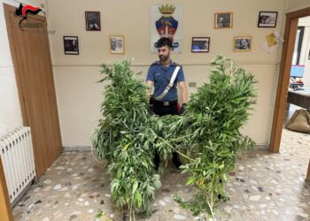 Mesoraca, sequestrata piantagione di cannabis: duro colpo al narcotraffico grazie ai Carabinieri