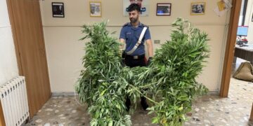 Mesoraca, sequestrata piantagione di cannabis: duro colpo al narcotraffico grazie ai Carabinieri