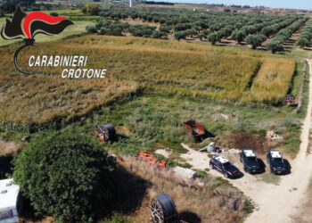 Isola di Capo Rizzuto: scoperta piantagione di 650 piante di marijuana, 36enne arrestato dai Carabinieri