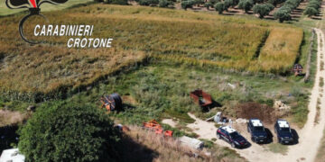 Isola di Capo Rizzuto: scoperta piantagione di 650 piante di marijuana, 36enne arrestato dai Carabinieri