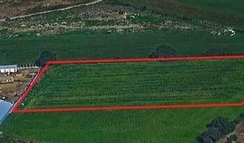 VIDEO – Isola di Capo Rizzuto, scoperta maxi piantagione di marijuana: la Guardia di Finanza sequestra oltre una tonnellata e arresta un uomo