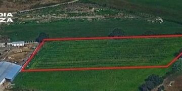 VIDEO – Isola di Capo Rizzuto, scoperta maxi piantagione di marijuana: la Guardia di Finanza sequestra oltre una tonnellata e arresta un uomo