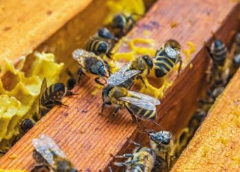 Apicoltura: dalla Regione oltre 1 milione e 300mila euro