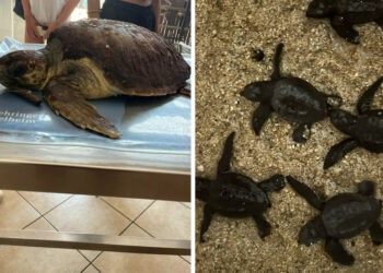 WWF Crotone: un anno di impegno per la tutela delle tartarughe marine