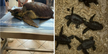 WWF Crotone: un anno di impegno per la tutela delle tartarughe marine