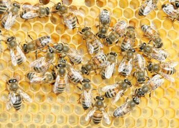 Apicoltura: aperti termini presentazione domande pagamento