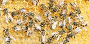 Apicoltura: aperti termini presentazione domande pagamento