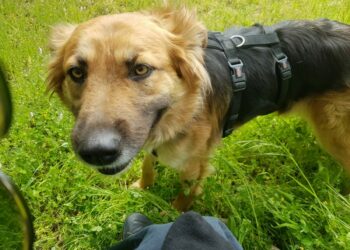 Crotone, caccia al killer di Bruna: la cagnolona uccisa a fucilate nel bosco vicino casa