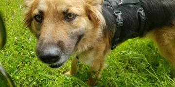 Crotone, caccia al killer di Bruna: la cagnolona uccisa a fucilate nel bosco vicino casa