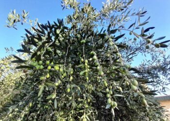 Coldiretti Calabria, olio: cala il prezzo dell’olio extravergine ecco perché!