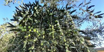 Coldiretti Calabria, olio: cala il prezzo dell’olio extravergine ecco perché!