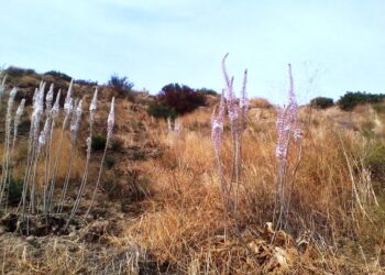 Cirò – Le Squille pancration saltano la fioritura a causa del cambiamento climatico: l’allarme del botanico Giuseppe De Fine