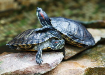 ENPA e Circolo Ibis denunciano il Comune di Crotone per la gestione illegittima della fauna e delle specie invasive