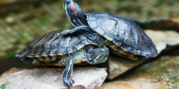 ENPA e Circolo Ibis denunciano il Comune di Crotone per la gestione illegittima della fauna e delle specie invasive