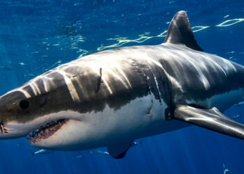 Gli squali lungo la costa crotonese: un patrimonio naturale da conoscere e proteggere