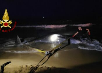 Crotone, recuperato un cetaceo di grosse dimensioni nei pressi del Lido degli Scogli