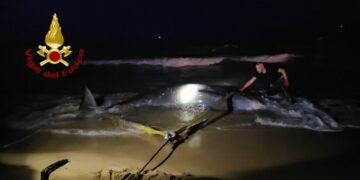 Crotone, recuperato un cetaceo di grosse dimensioni nei pressi del Lido degli Scogli