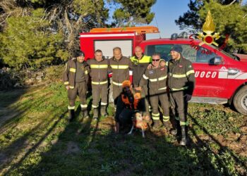 I vigili del fuoco salvano un cane da caccia bloccato tra San Nicola dell’Alto e Casabona