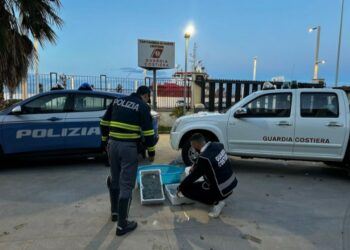 Crotone: Operazione interforze “Focus ‘Ndrangheta, sequestrati 70 kg di prodotti ittici ed elevate sanzioni per 11.000 euro