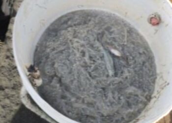 Pesca di frodo nel Crotonese: sequestrati 25 chili di novellame di sarda a Strongoli