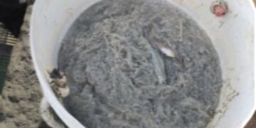 Pesca di frodo nel Crotonese: sequestrati 25 chili di novellame di sarda a Strongoli