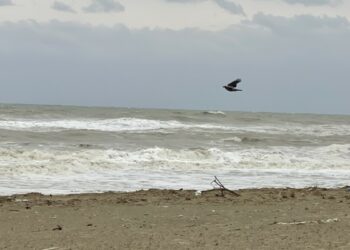 Allerta meteo arancione mercoledì 21 gennaio: scuole chiuse a Crotone, Cirò, Cirò Marina, Melissa, Crucoli, Strongoli, Cutro e altri comuni della fascia ionica