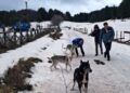 “Dog on the Snow”, due giornate indimenticabili tra neve, natura ed emozioni in Sila. Ultima tappa del progetto High Wellness South Italy