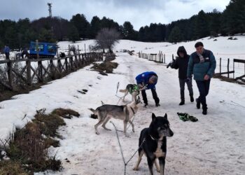 “Dog on the Snow”, due giornate indimenticabili tra neve, natura ed emozioni in Sila. Ultima tappa del progetto High Wellness South Italy