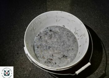 Guardia Costiera di Crotone: sequestrati 63 kg di prodotto ittico tra Strongoli e Crucoli, sanzioni per 3.500 euro