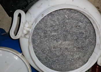 Strongoli Marina, sequestrati 22 kg di novellame: intervento della Guardia di Finanza di Crotone