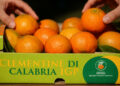 Agrumi esteri e residui vietati: il Consorzio Clementine di Calabria IGP sostiene l’allarme lanciato dal Consorzio dell’Arancia Rossa di Sicilia IGP