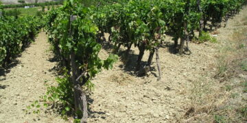 Il 20 febbraio a Cirò il corso “Vigneti in agroecologia” per la rigenerazione dei vigneti calabresi
