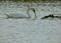 Cigno reale sverna alla foce del Passovecchio: segnalazione di rilievo naturalistico sulla costa ionica crotonese
