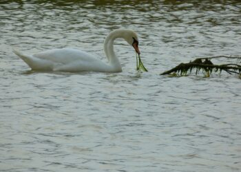 Cigno reale sverna alla foce del Passovecchio: segnalazione di rilievo naturalistico sulla costa ionica crotonese
