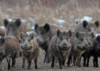 Cinghiali in città, il caso Crotone: un fenomeno da affrontare con approccio scientifico e gestione integrata